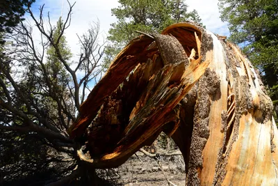 DSC_0014 (Large).JPG